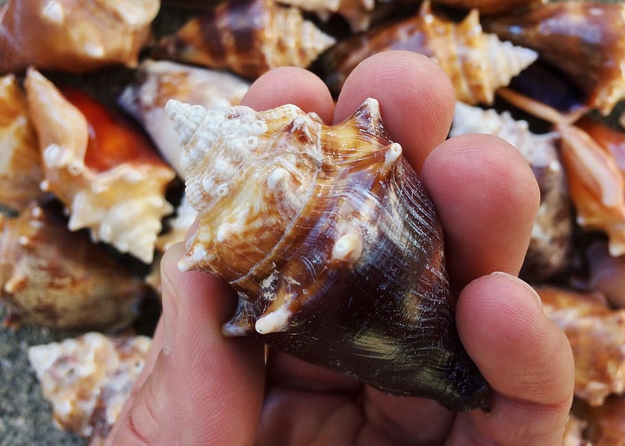 shells, conch, sea, seashell, ocean, mollusk, human hand, hand, human body part, holding
