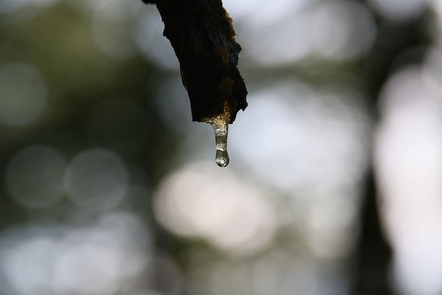 nature, drop, sap, fir, close-up, focus on foreground, water, day, outdoors, beauty in nature