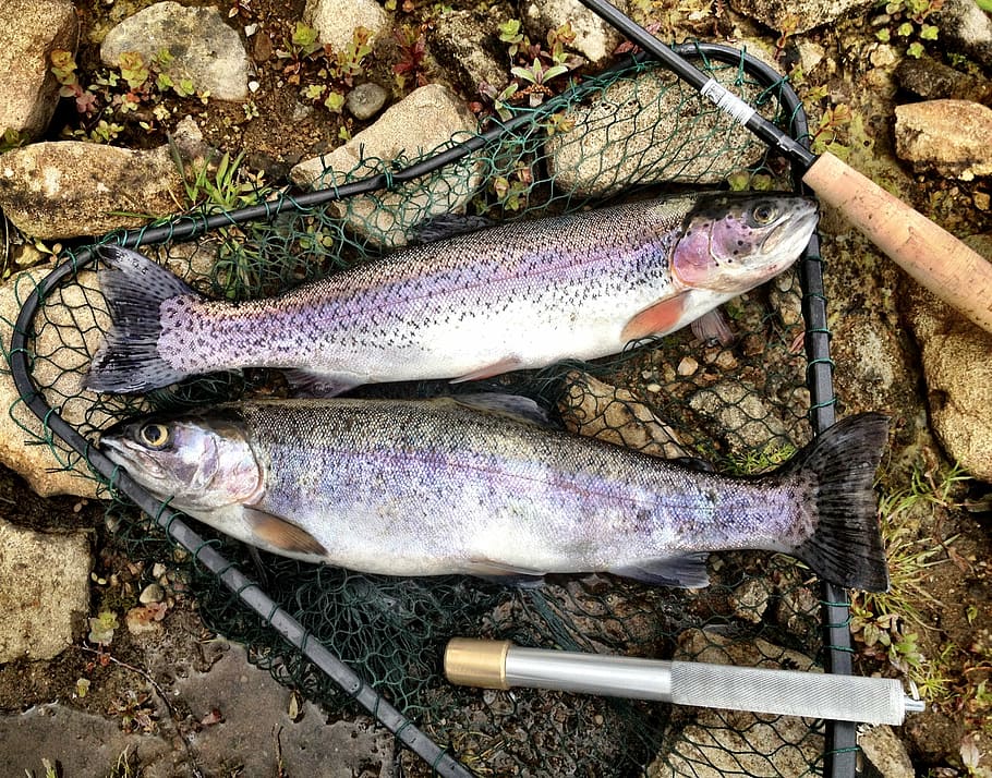 two, salmon fishes, caught, fish, net, trout, rainbow, fishing, freshwater, food