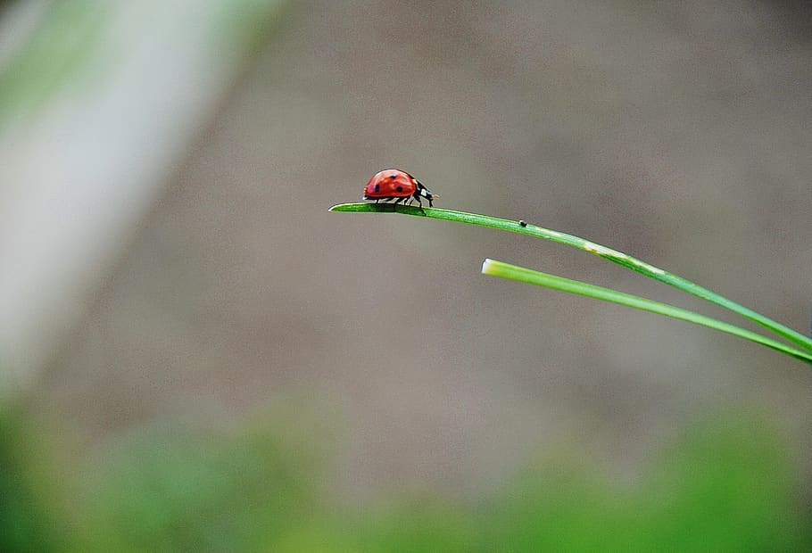 ladybug, spring, ladybugs, red, lady, bug, cute, bugs, insects, grass