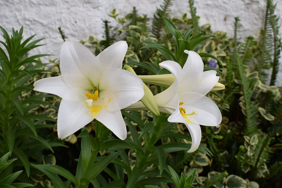 flores, plantas, flor blanca, planta, planta floreciendo, crecimiento,  flor, belleza en la naturaleza, frescura, pétalo | Pxfuel