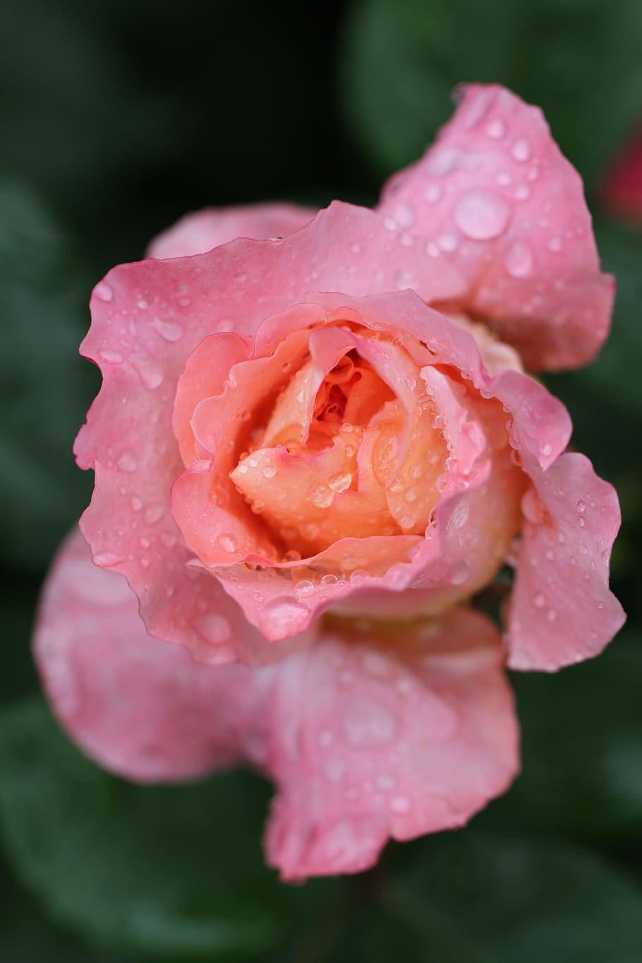 selective, focus photography, pink, rose, flower, water dew, rose blooms, nature, pink flower, macro