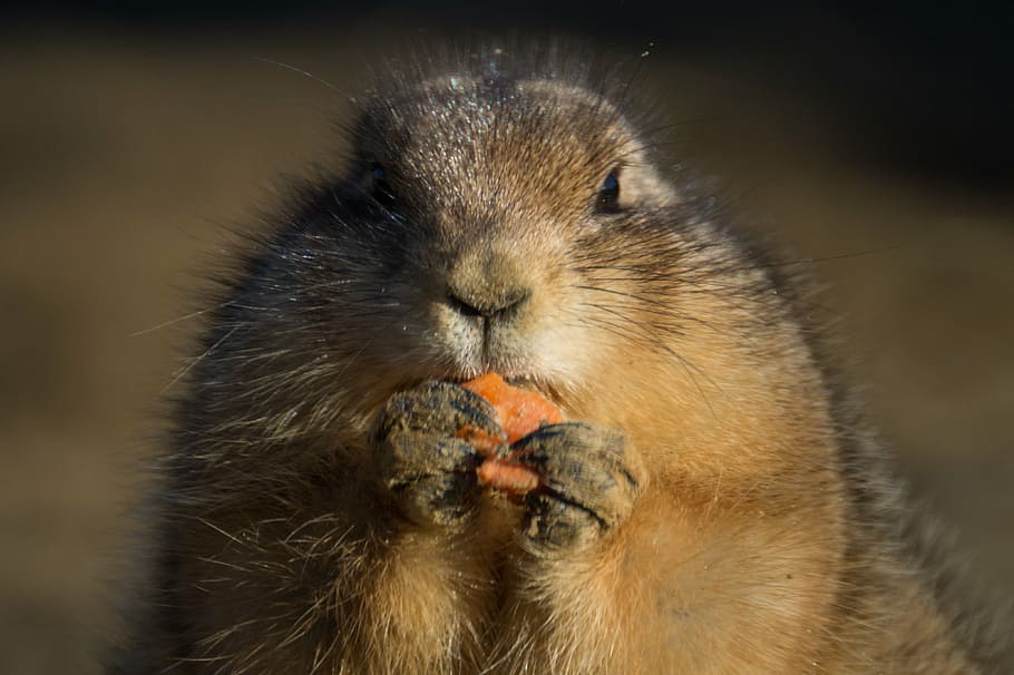 esquilo marrom, closeup, fotografia, rudnet, cão da pradaria, roedor, animal, comer, lanche, cenoura