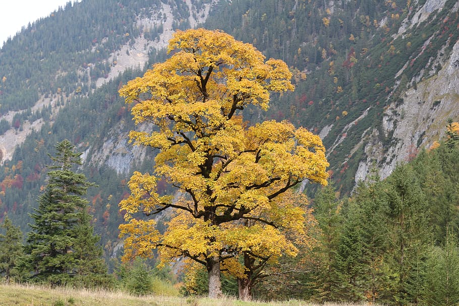 pohon, pohon gugur, alam, musim gugur, kuning, suasana musim gugur, warna musim gugur, tanaman, keindahan di alam, perubahan