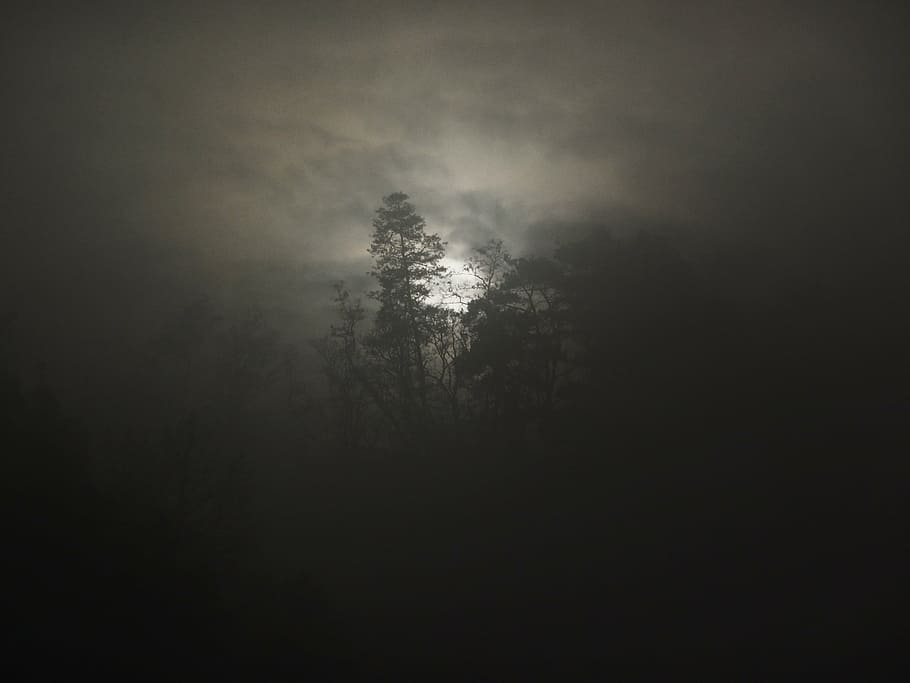 silhouette photo, trees, cloudy, sky, fog, woods, foogy, misty, landscape, forest