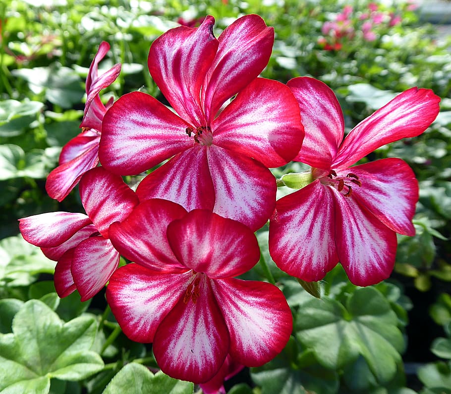 Песни кольцова пеларгония фото geranium, pelargonium, flower, géraniacées, red, white, plant, flowering plant, 