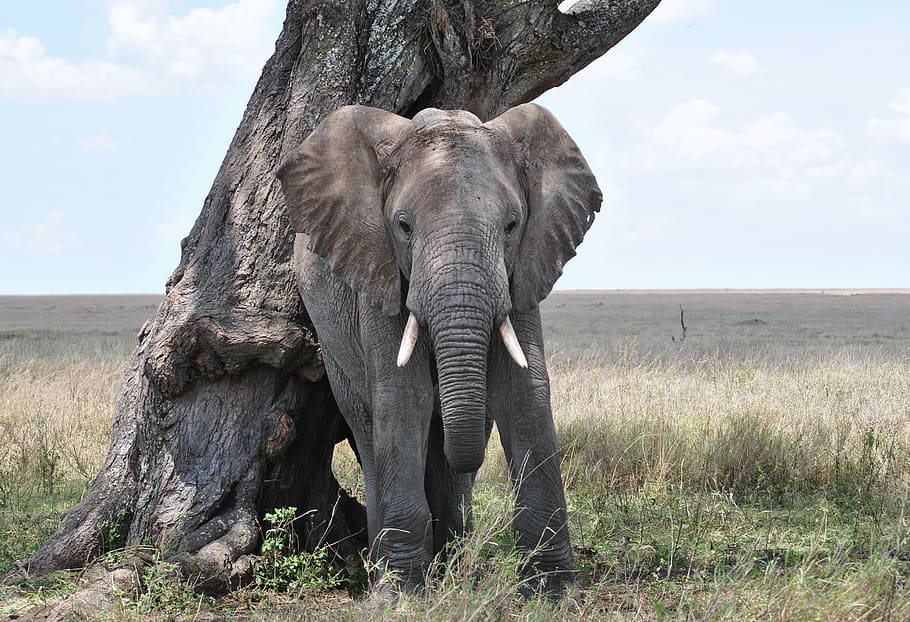 серый, слон, рядом, дерево, Серенгети, Африка, Танзания, национальный парк, Африканский слон-кустарник, Африканский слон