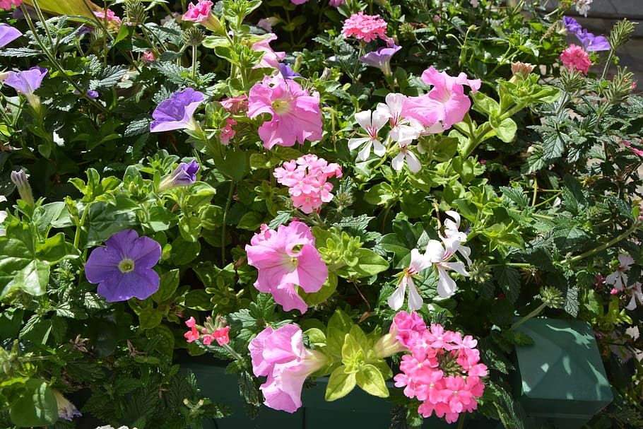 flowers, plants, jardiniere, offer, pleasure, pink, botany, flowers summer, garden, flowering plant