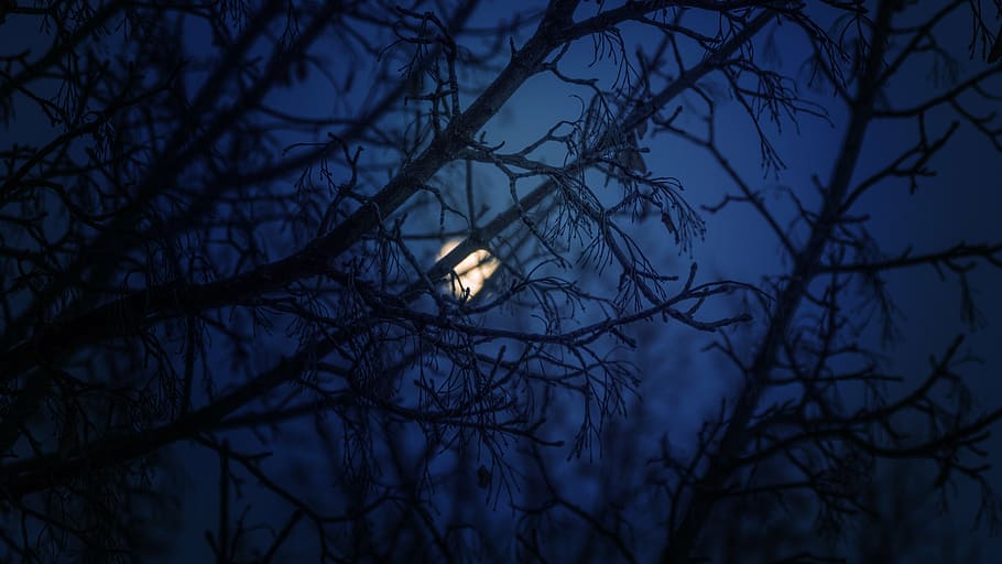 foto siluet, cabang pohon, langit malam, malam biru, bulan, musim dingin, sinar bulan, berbintang, malam, pohon