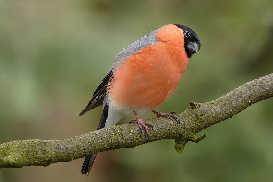 orange bird outdoor, bird, bullfinch, males, garden, branch, foraging, close, animal wildlife, one animal