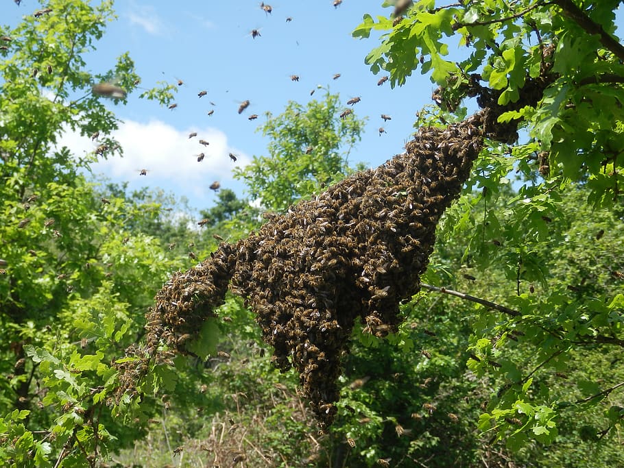 swarm, apiary, beekeeper, propolis, honey, beehive, beekeeping, honeycomb, honeybee, bee