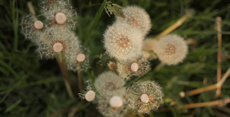 dandelions, flowers, grass, nature, plant, flower, flowering plant, growth, beauty in nature, freshness