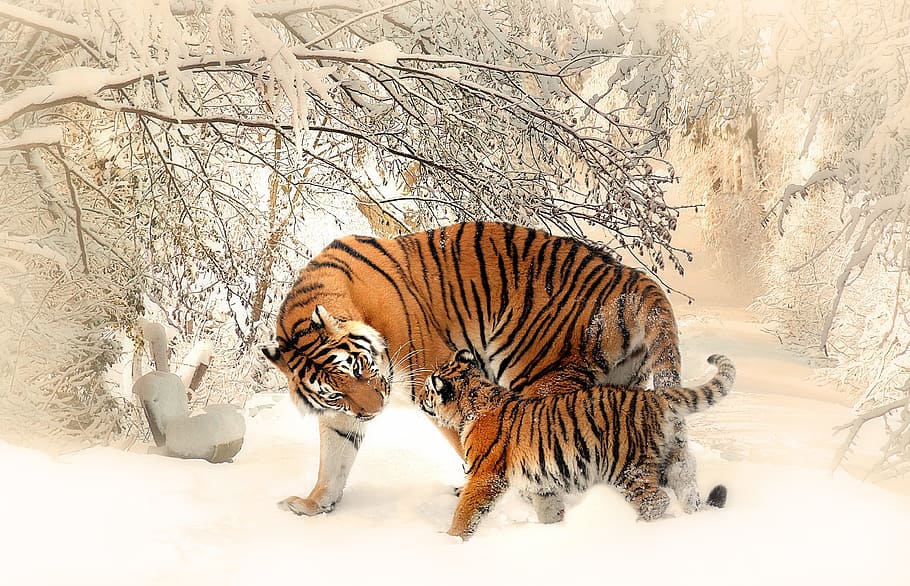 naranja, tigre, cachorro, de pie, desnudo, árbol, cubierto, nieve, tigre bebé, tigerfamile