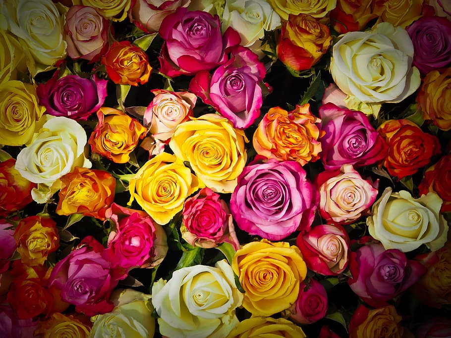 orange, yellow, pink, flowers, roses, bouquet of roses, bouquet, white, orange roses, red