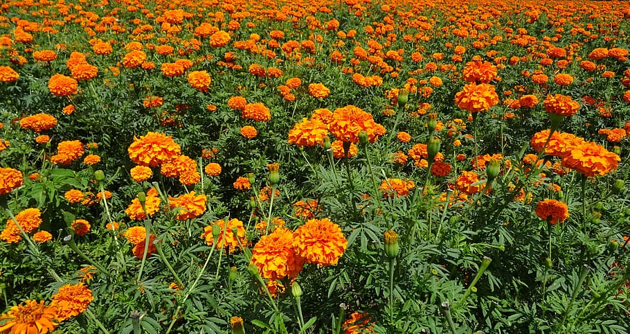 flower, marigold, orange, field, plant, bloom, flora, blossom, botanical, horticulture