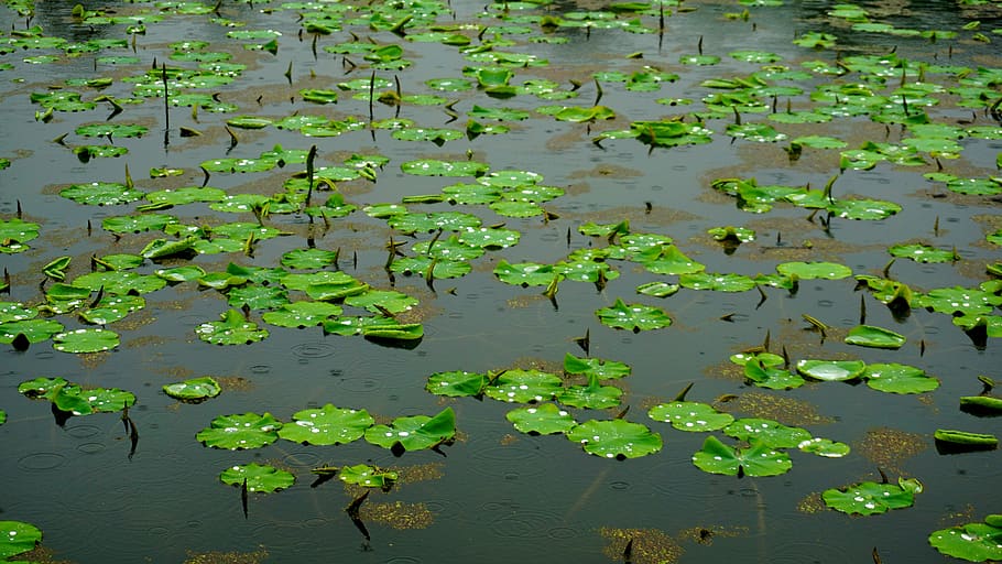 pond, raindrops, trickle, a rainy day, lotus leaf, leaf, water, water lily, lake, plant part