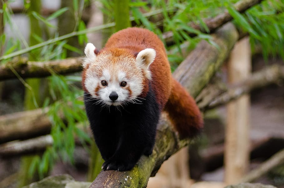 red panda, cute, bamboo, little panda, mammal, in voice of endangered, climber, omnivore and herbivore, ailurus fulgens, asia