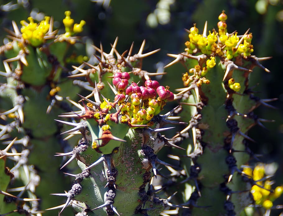 lanzarote, cactus garden, spice, thorns, yellow flowers, garden seeds, botany, exotic, plant, exotic flowers