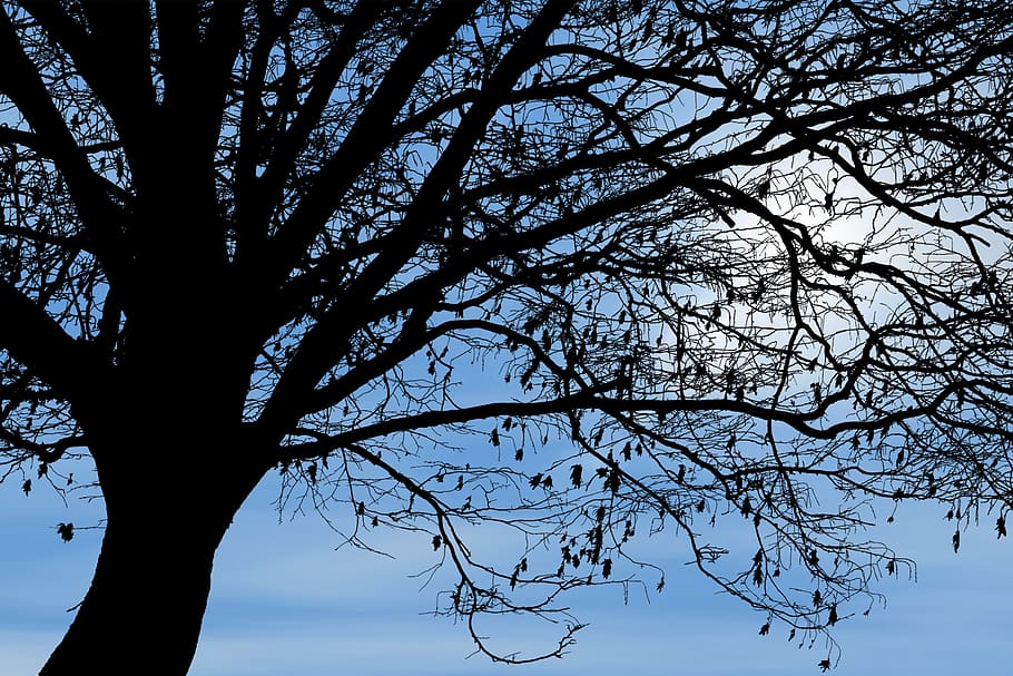 tree, nature, clouds, sky, silhouette, leaves, sunset, branch, plant, tranquility