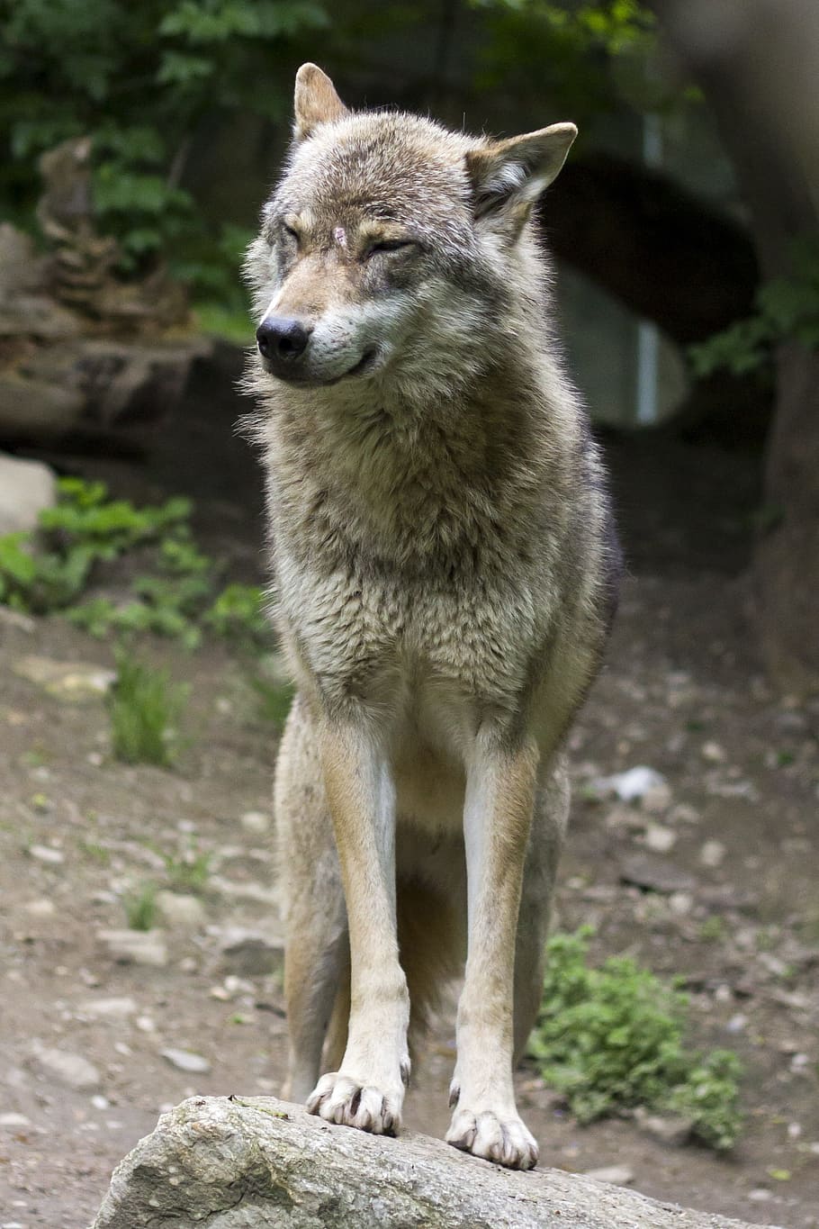 gray, wolf steeping, stone, gray wolf, steeping, wolf, canis lupus, european wolf, predator, zoo