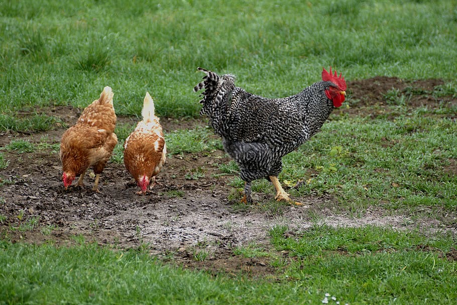cock, chickens, farm, village, family, slovenia, chicken - bird, animal themes, animal, livestock