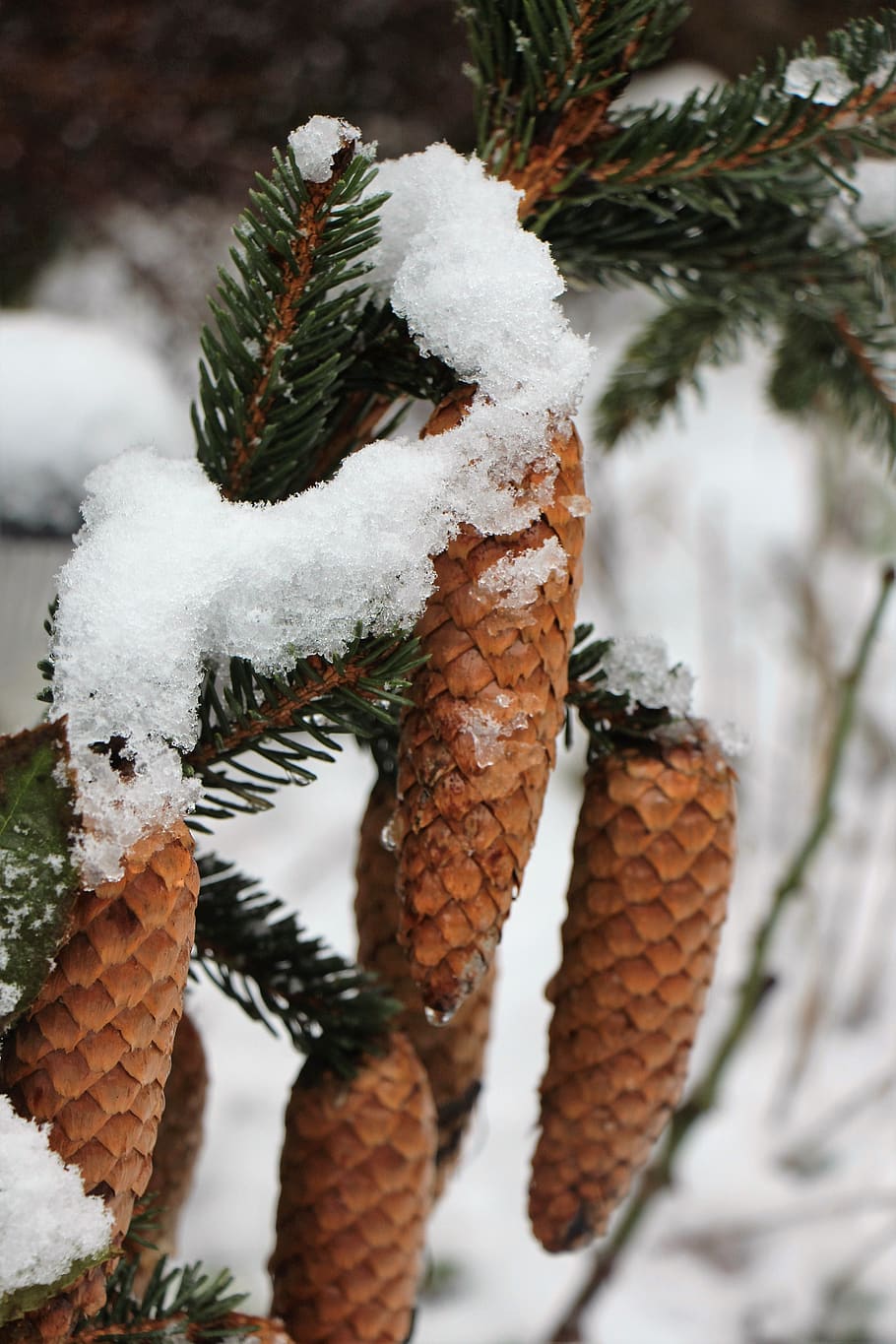 snow, winter, pine cones, christmas landscape, needles, tap, nature, tannenzweig, fir tree, branch