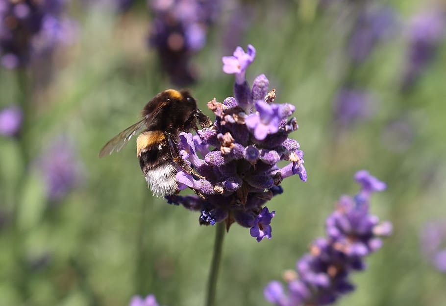 Bee, Lavender, Insect, Violet, Purple, true lavender, pollination, garden, lavender flowers, summer