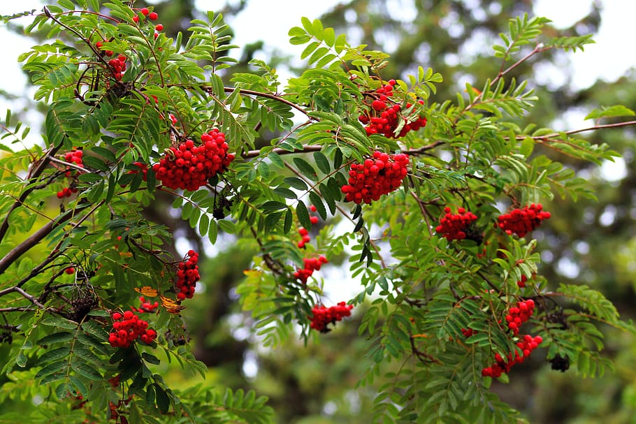 tree, red, rowan, chaplet, fruit, nature, autumn, healthy eating, plant, food and drink