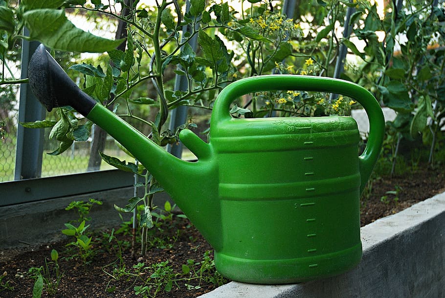 Sprinkler, Ewer, Greenhouse, watering, tomatoes, flowers, sunset, cultivation, green color, outdoors