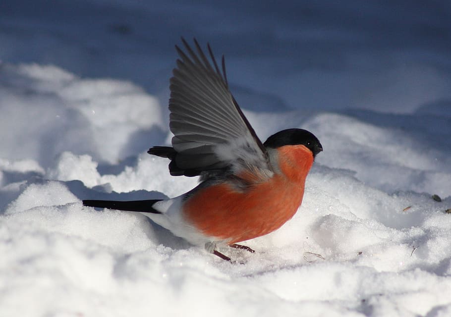 selective, focus photography, common, bullfinch, pyrrhula kittila, bird, winter, snow, nature, outside