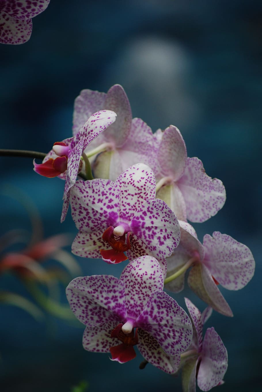 purple rain орхидея фото