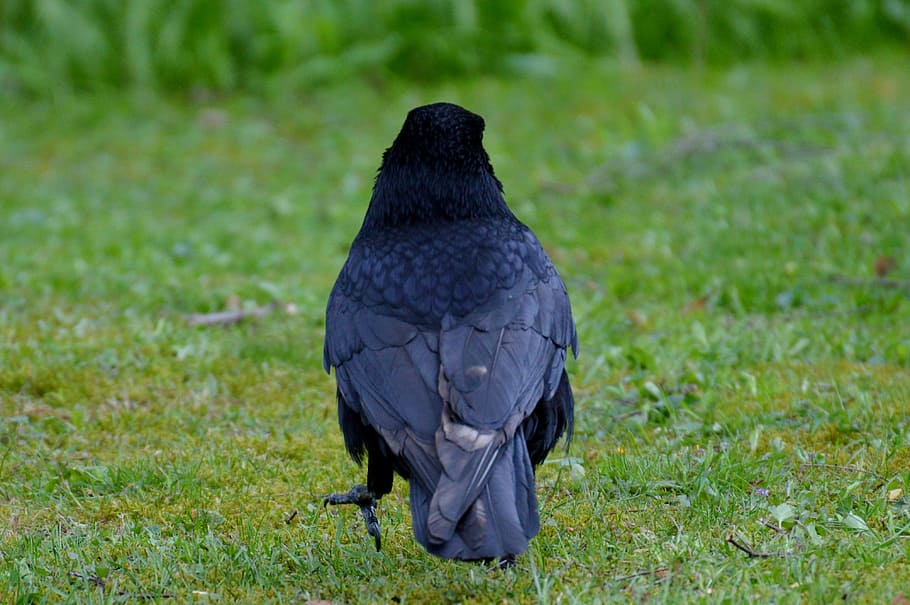 crow, raven, raven bird, black, bill, feather, fly, animal, one animal, grass