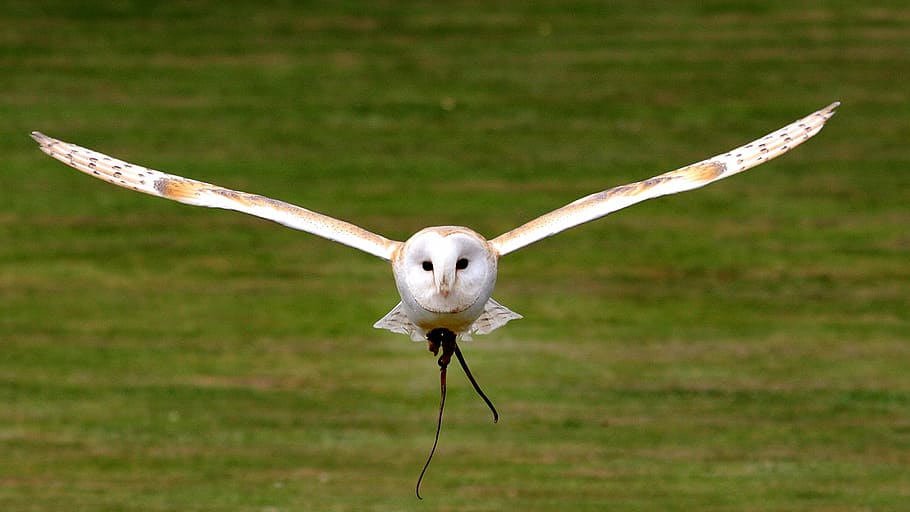 close-up photography, white, brown, barn owl, flying, carrying, prey, tawny owl, bird, nature