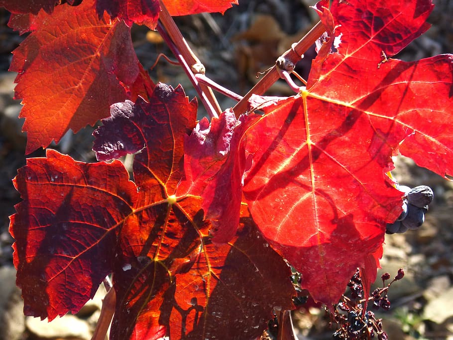 vine leaf, vine, vineyard, priorat, red, backlight, october, plant part, leaf, autumn