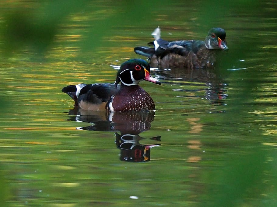 Wood Duck, Millstone River, two brown ducks, water, bird, lake, animal wildlife, animals in the wild, animal, vertebrate