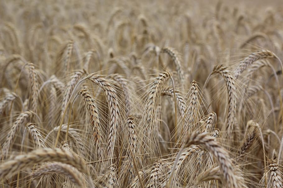 cereals, spike, cornfield, crop, agriculture, cereal plant, wheat, rural scene, landscape, farm