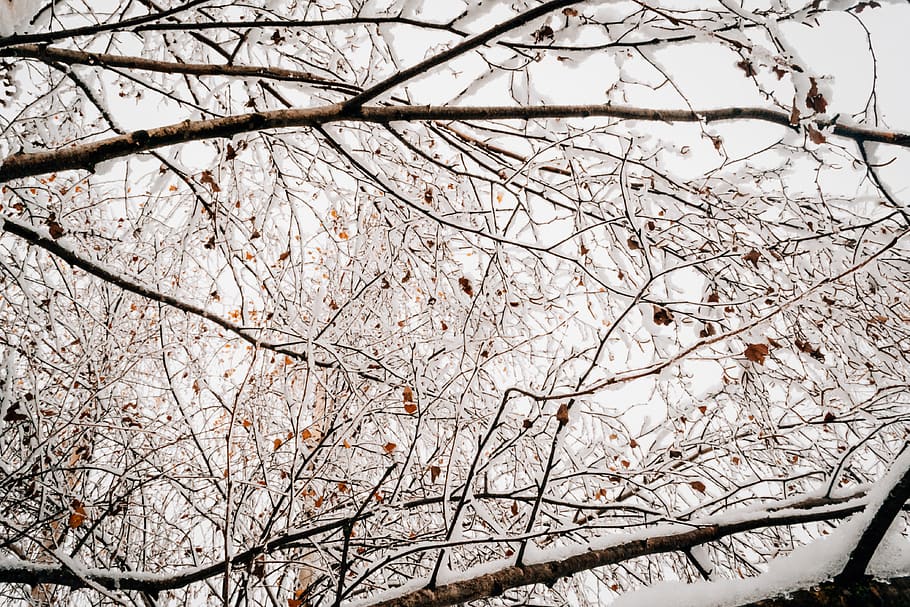 tree, branch, plant, nature, snow, winter, low angle view, bare tree, beauty in nature, day