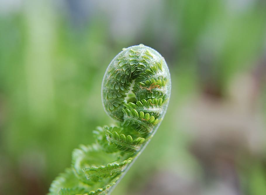 fern, unfold, green, plant, nature, fern plant, young leaves, spring, green plant, green color