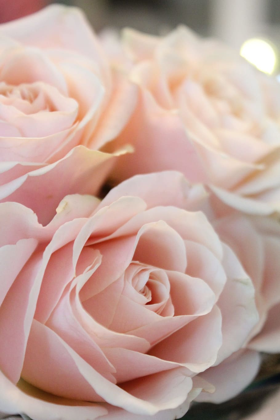 pink rose, flower, rose, nature, blossom, bloom, love, wedding, plant, romantic