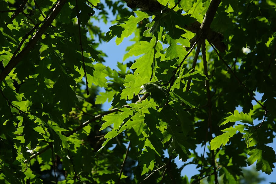 low, angle photo, green, oak tree, Leaf, Back Light, Shine, shine through, light green, jagged