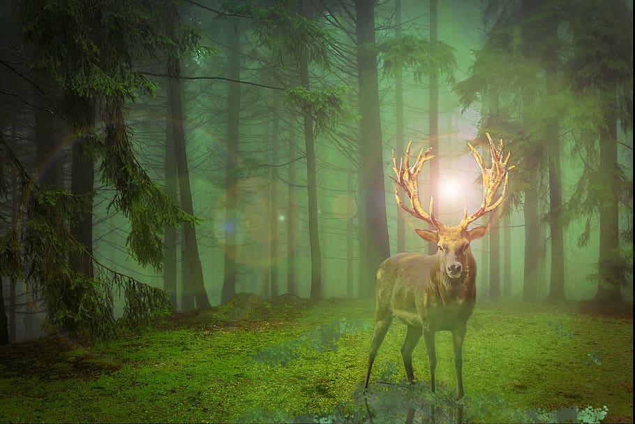brown, stag, forest illustration, hirsch, forest, crown, fallow deer, wild, nature, lighting