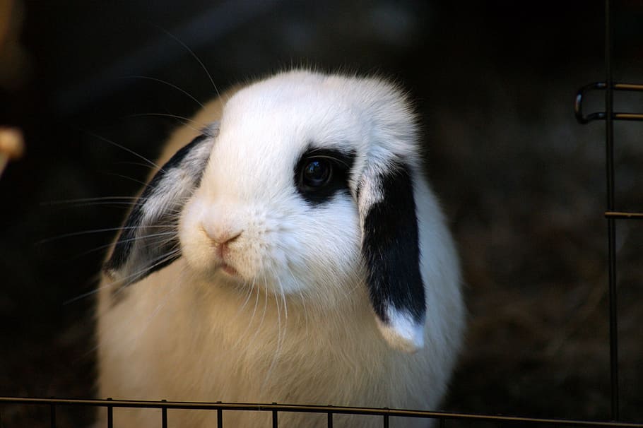 rabbit, bunny, cute, animal, nature, wildlife, white, flop ear, soft, pet