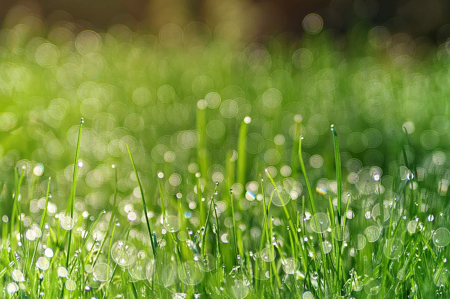 selective, focused, green, grass, meadow, dew, pearl, bokeh, plant, background