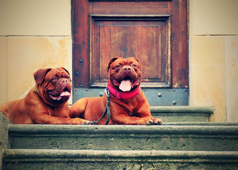 focus photo, two, adult, red, french, mastiff, stairs, bordeaux, de, dogue