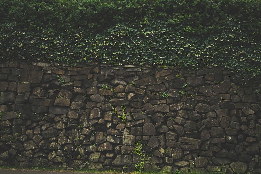 stone wall, vine plants, vine, plants, bricks, brown, green, leaves, wall - Building Feature, stone Material