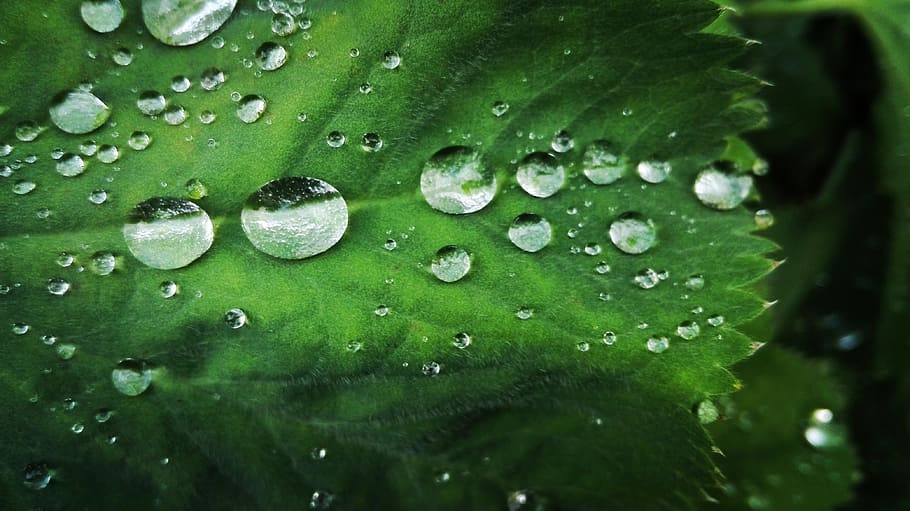 leave, leaf, dew, water, drop of water, water drops, drop, wet, green color, plant