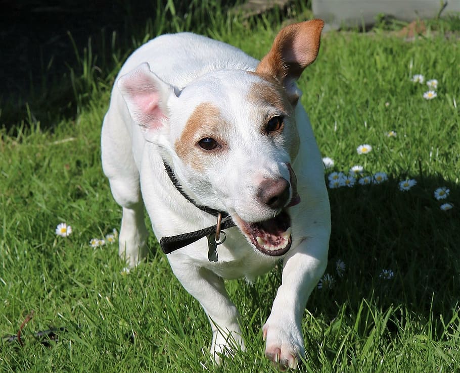 jack russel, terrier, cão, macaco, animal de estimação, bonito, engraçado, canino, feliz, de raça pura