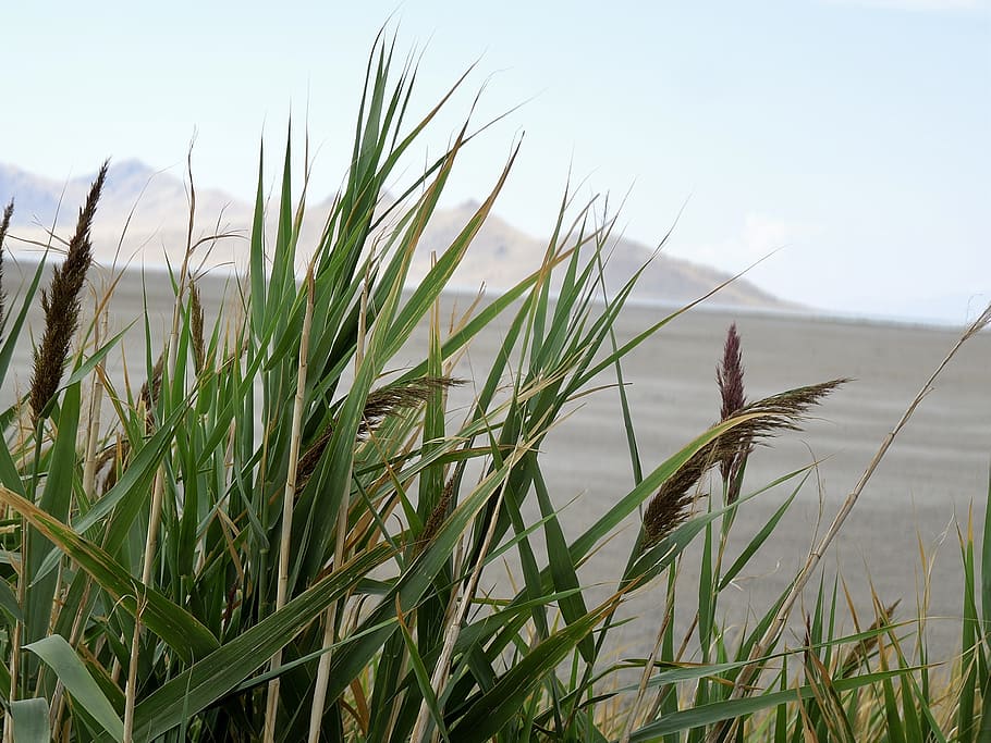 reeds, salt, desert, plant, growth, grass, nature, water, sky, day