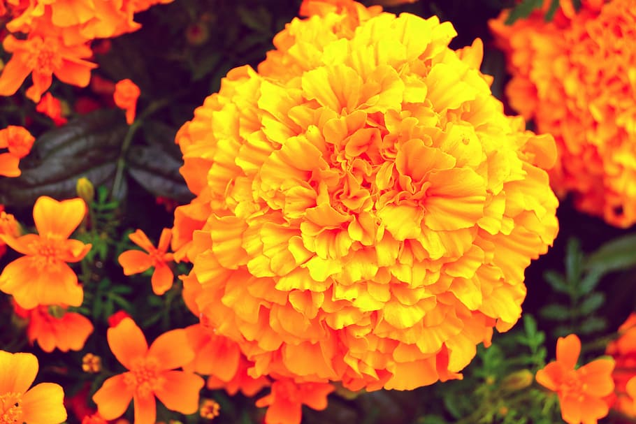 Velvet, Marigold, Orange, Flower, velvet flower, orange, flower, plant, tagetes erecta, summer, sunny