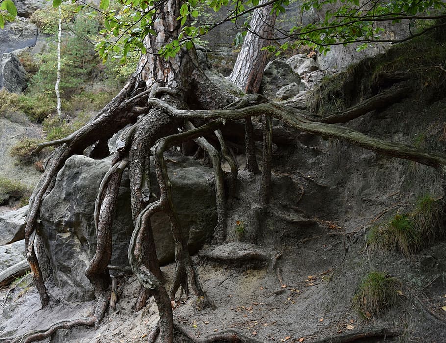 close-up photography, gray, tree roots, stone, daytime, root, tree root, birch, national park, nature